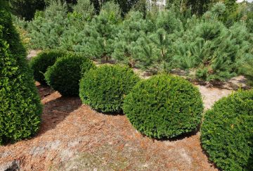 Taxus media 'Groenland'