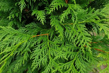 Thuja plic. 'Martin'