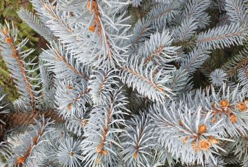 Picea pungens 'Super Blue'