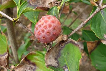 Cornus kousa 'Wieting's Select'