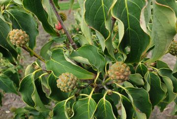 Cornus kousa 'Schmetterling'