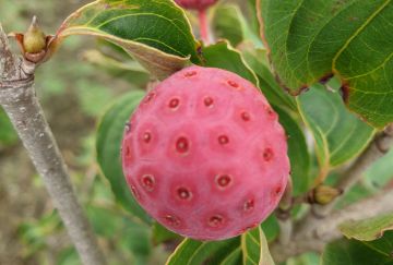 Cornus kousa 'Satomi'