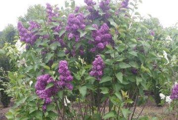 Syringa vulg. 'And. an Ludwig Spath'