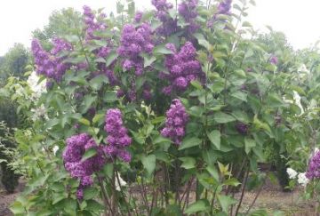 Syringa vulg. 'And. an Ludwig Spath'