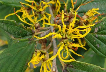 Hamamelis inter. 'Rubin'