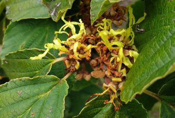 Hamamelis inter. 'Pallida'