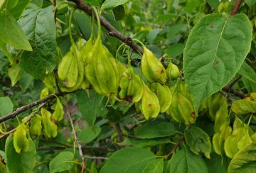 Halesia carolina