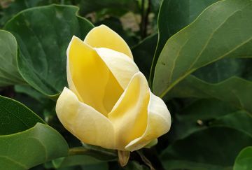Magnolia brookl. 'Yellow Bird'