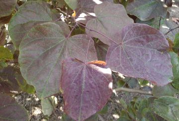 Cercis can. 'Forest Pansy'
