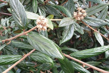 Viburnum pragense