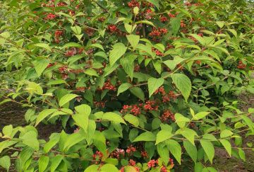 Viburnum plic. 'Pink Beauty'