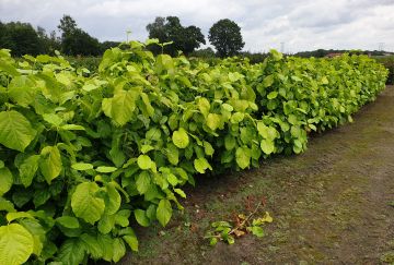 Calycanthus chinensis (Sinocalycanthus)