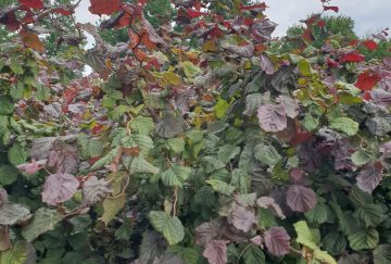 Corylus avellana 'Red Majestic'®