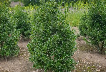 Ilex aquif. 'Alaska'