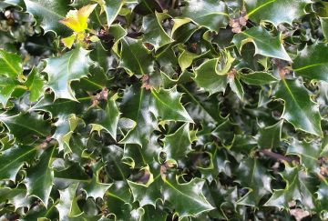 Ilex meserveae 'Blue Angel'