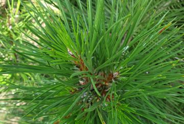 Pinus nigra nigra