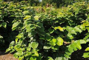 Cercis chin. 'Avondale'