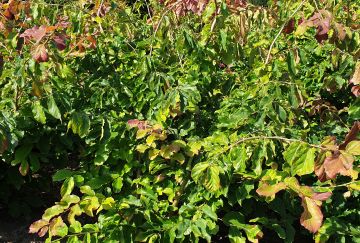 Parrotia persica