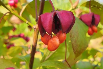 Euonymus planipes