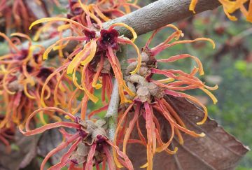 Hamamelis inter. 'Jelena'