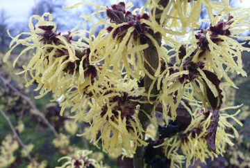 Hamamelis inter. 'Westerstede'