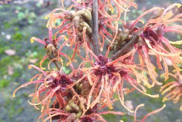 Hamamelis inter. 'Aphrodite'