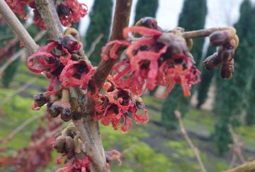 Hamamelis inter. 'Yamina'