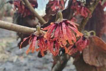 Hamamelis inter. 'Diane'