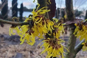 Hamamelis inter. 'Arnold Promise'