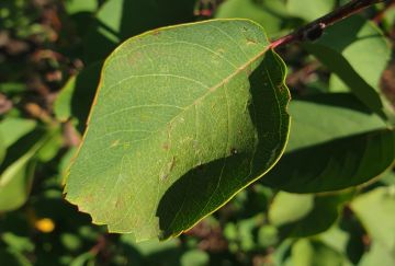 Amelanchier aln. 'Smoky'