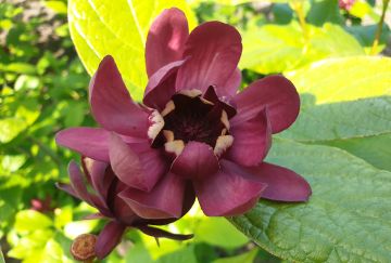 Calycanthus 'Aphrodite'®