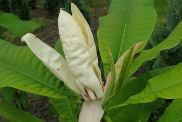 Magnolia tripetala