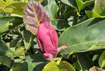 Magnolia 'Genie'®