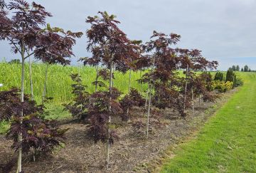 Albizia julibrissin 'Summer Chocolate'