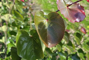 Cercis can. 'Oklahoma'