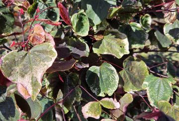 Cercis can. 'Carolina sweetheart'