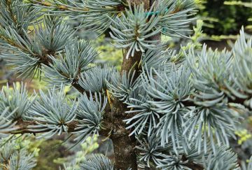 Cedrus libani 'Horstmann'