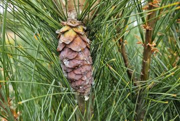 Pinus strobus 'Stowe Pillar'