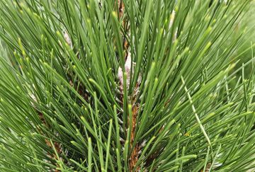 Pinus nigra 'Green Tower'