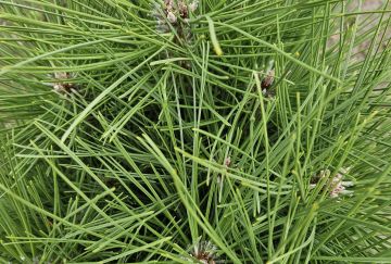 Pinus nigra 'Obelisk'