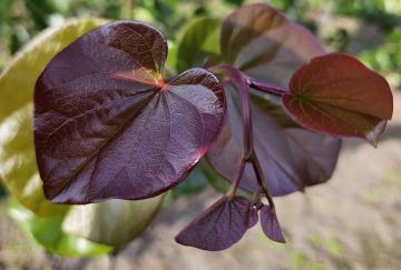 Cercis can. 'Ruby Falls'