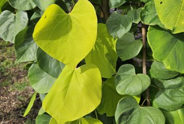 Cercis can. 'Golden Falls'