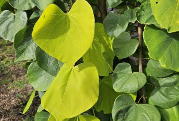 Cercis can. 'Golden Falls'