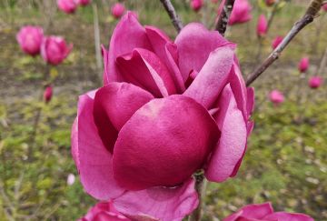 Magnolia 'Emperor'