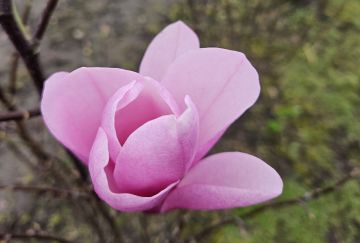 Magnolia 'Galaxy'