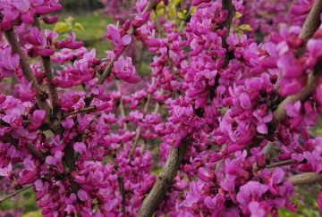 Cercis chin. 'Avondale'