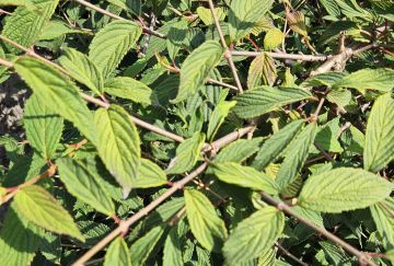 Viburnum plic. 'Molly Schroeder'