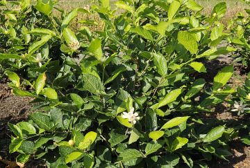 Calycanthus 'Venus'