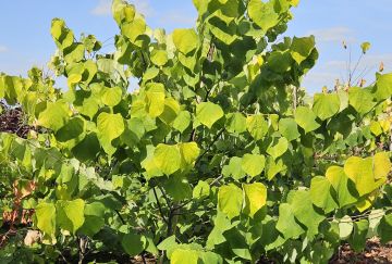 Cercis can. 'Hearts of Gold'