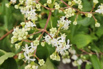 Heptacodium mic. 'Temple of Bloom'